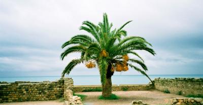 1997年秋のイタリア＆チュニジア旅行20日間その11：カルタゴとシデイ・ブ・サイード