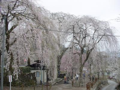 秩父のしだれ桜