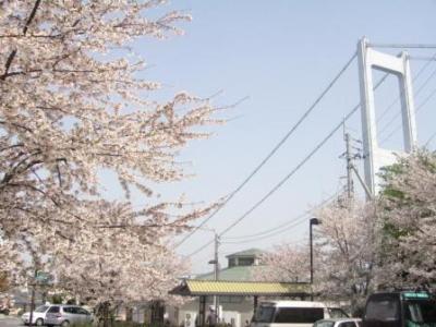 糸山公園の桜と来島海峡大橋