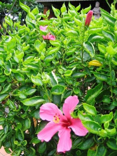 ◆インドネシアのきらきら星◆～彼氏の帰省に付き合ってインドネシア旅行～