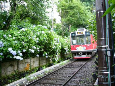 『あじさい電車』強羅温泉(神奈川県)の旅行記・ブログ by bikke3 