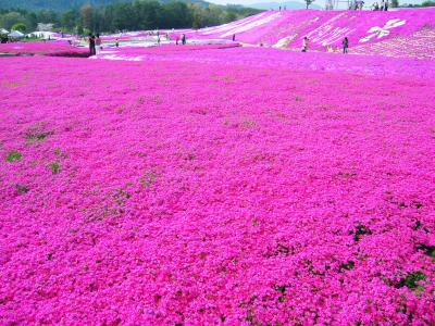 世羅町の芝桜