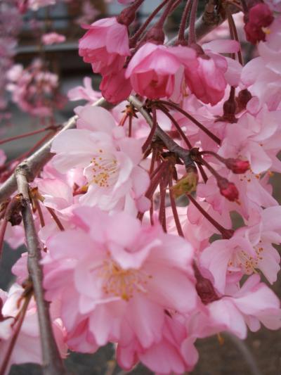 京都でお花見