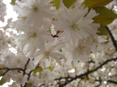 願成寺の中将姫誓願桜