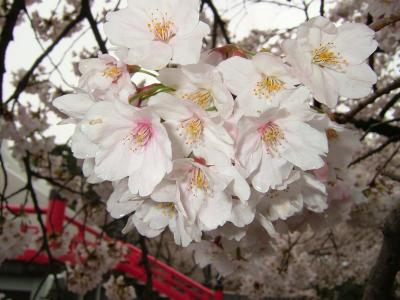 高崎観音山で桜を見てきました。