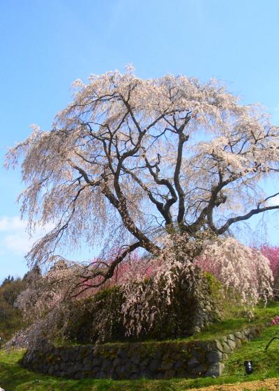 【桜狩り】又兵衛桜~大野寺~室生寺~西行寺