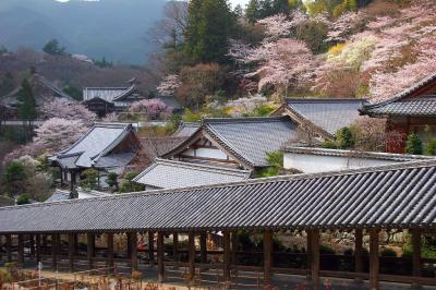 2006年４月奈良県長谷寺へ桜を観に