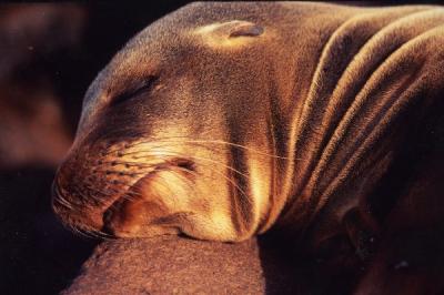 地球の島めぐり：エクアドル共和国・ガラパゴス諸島・へノベサ島