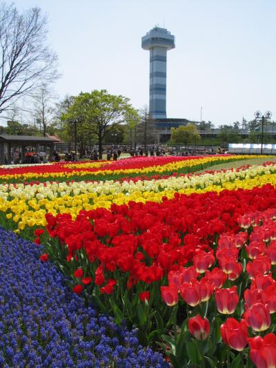 ■木曽三川公園  「チューリップ祭」■ Kiso 3 river park 「　Tulip festival　」