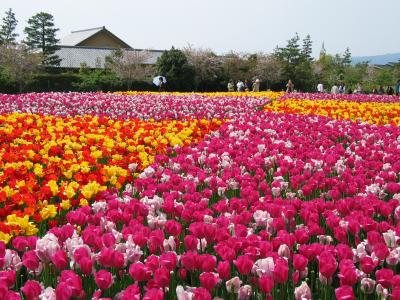 ★なばなの里　「チューリップまつり」　Nabana village ｢ Tulip festival  ｣