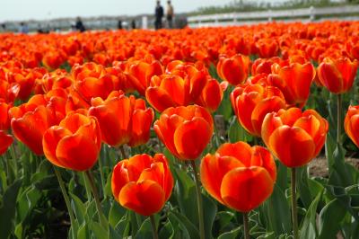 佐倉市のチューリップ
