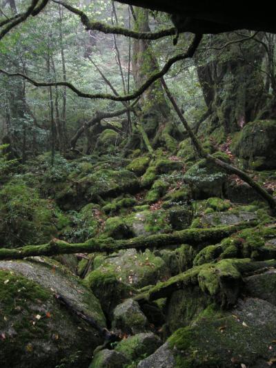 太古の森・屋久島１．もののけの森～白谷雲水峡～