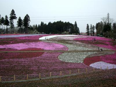 芝桜の丘へ