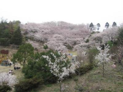 伯方島：開山公園の桜を見に…
