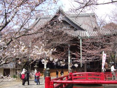 さくら♪さくら♪