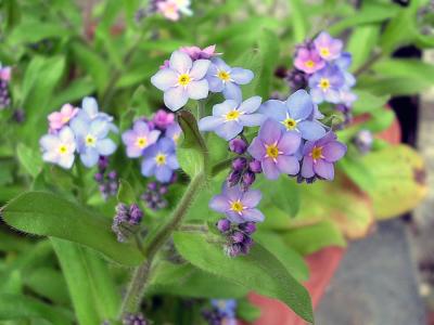 桜は撮り損ねども、身近にも素晴らしい春の花