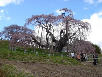 三春の滝桜.