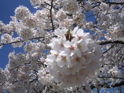 一目千本桜(ひとめせんぼんざくら)