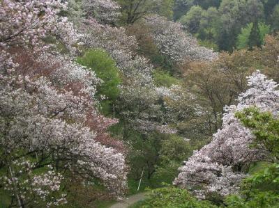 多摩森林科学園・桜図鑑 2006