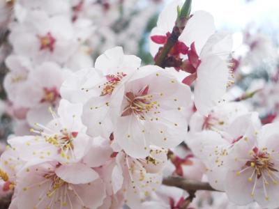 蕎麦の会お花見（梅園編）