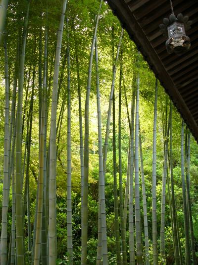 鎌倉☆花祭り～極楽寺から光則寺まで～