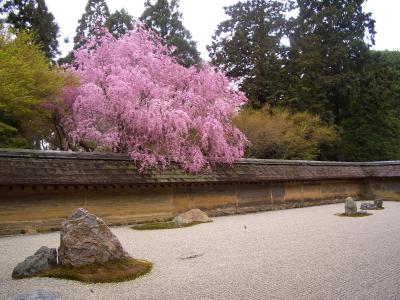 【桜狩り】東寺~原谷苑~龍安寺~仁和寺~醍醐寺編