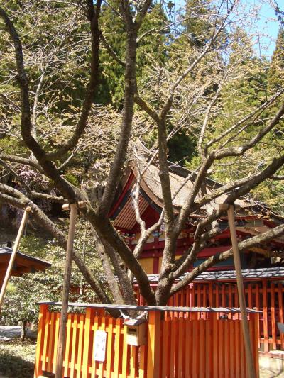 【桜狩り】金櫻神社~昇仙峡~笛吹フルーツ公園
