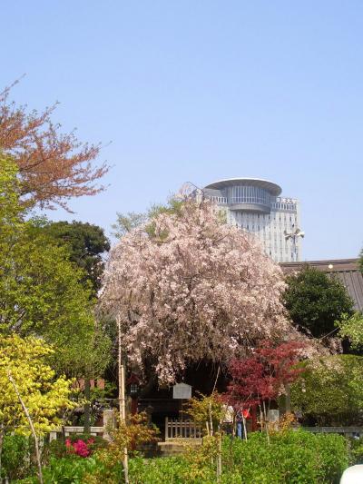 【桜狩り】都心編~桜香に誘われフラリ、クラリ。