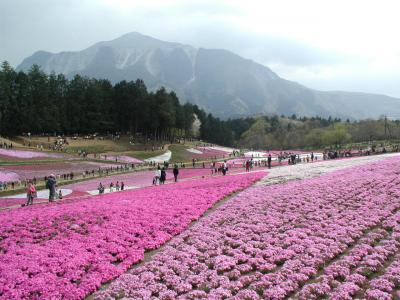 新緑の琴平丘陵から芝櫻の羊山公園までハイキング　その２