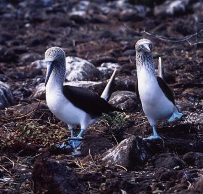 ガラパゴス諸島の鳥