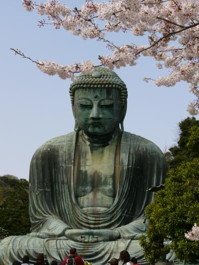 鎌倉☆花祭り～高徳院と鶴岡八幡宮～