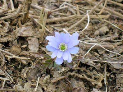 鈴鹿山系の春のお花たち