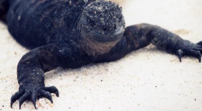 ガラパゴス・バルトロメ島