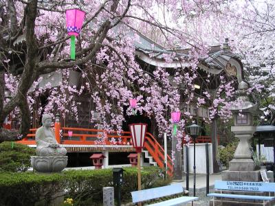 サクラサクラ 浜松平口不動
