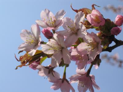 桜・さくら