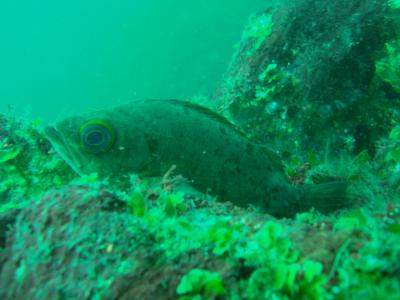 伊東市八幡野で潜りました。