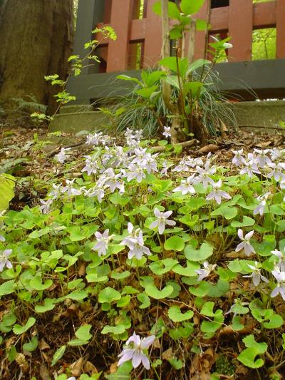 （訓練）高尾山頂へ
