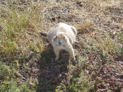 200409 Montana/Wyoming/Alberta Part 15: Greycliff Prairie Dog Town