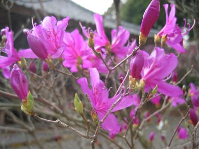 今年もツツジは咲きました