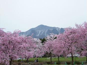秩父・長瀞　桜を追いかけて　羊山公園