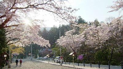 長瀞・秩父　桜を追いかけて　　宝登山