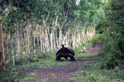 ガラパゴス旅行記・エピローグ