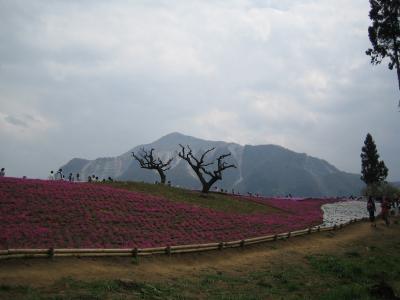 芝桜の丘～秩父羊山公園