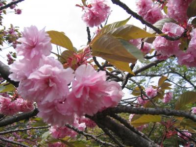 桜散る　兵どもの夢のあと　関ヶ原