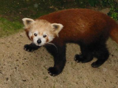 熱川バナナワニ園