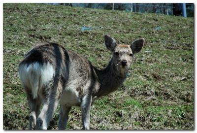 北海道・遅い春