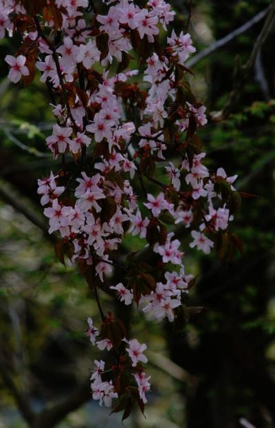 広島県民の森キャンプ