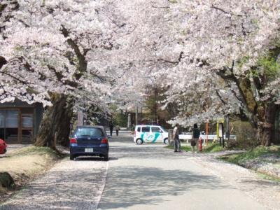 鶴岡で花見（2006GW帰省）