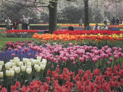 最高、春のヨーロッパ！！　キューケンホフ公園（オランダ）