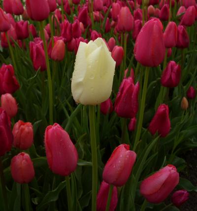 どの花見ても、きれいだな♪~となみチューリップフェア